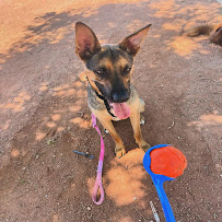 Happy Tails LV - Photo 9 - Car repair in , North Las Vegas