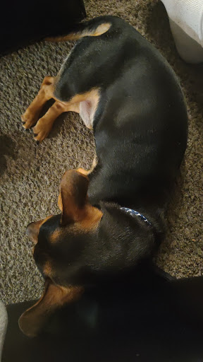 Pet Supply Store «Petco Animal Supplies», reviews and photos, 1835 E Guadalupe Rd #112, Tempe, AZ 85283, USA