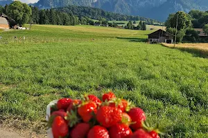 Verkauf von Erdbeeren im Erdbeerland image