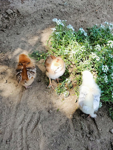 Pet Store «Kahoots Feed & Pet Store», reviews and photos, 16851 Van Buren Blvd, Riverside, CA 92504, USA