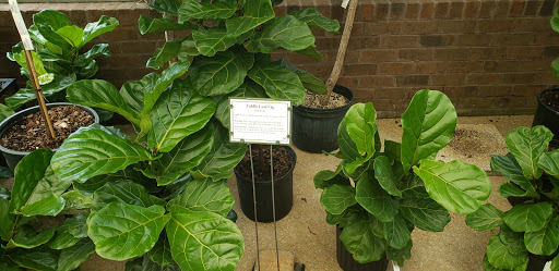 Garden Center «Merrifield Garden Center», reviews and photos, 12101 Lee Hwy, Fairfax, VA 22030, USA