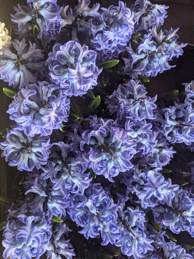 Wholesale Plant Nursery «Garden Fantasy», reviews and photos, 43250 Tyler Rd, Belleville, MI 48111, USA