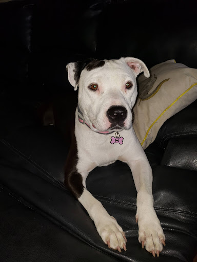 Pet Supply Store «Petco Animal Supplies», reviews and photos, 3870 N 124th St, Wauwatosa, WI 53222, USA