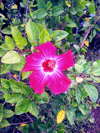 Bar «Caribbean Bay Nightclub», reviews and photos, 1004 Lake Howard Dr SW, Winter Haven, FL 33880, USA