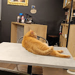 Photo n°4 de l'avis de Fabrizio.a fait le 28/12/2023 à 07:41 sur le  Dr. Cat - Pet Lounge Bistrot à Brescia