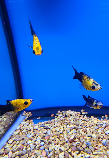 Pet Supply Store «Petco Animal Supplies», reviews and photos, 298 Spring Creek Drive, Franklin, TN 37067, USA