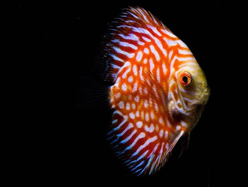 Aquarium Shop «Wet Pets by Steve», reviews and photos, 504 W Main St, Norman, OK 73069, USA