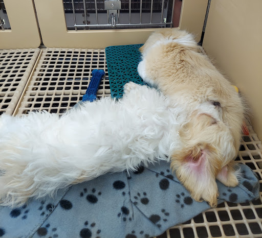 Pet Store «Petland», reviews and photos, 5470 Dixie Hwy, Fairfield, OH 45014, USA