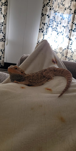 Pet Store «Tye-Dyed Iguana - Reptiles», reviews and photos, 1905 W U.S. 50, Fairview Heights, IL 62208, USA