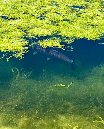 Nature Preserve «Wilson Springs Ponds», reviews and photos, 3209-3507 S Powerline Rd, Nampa, ID 83686, USA