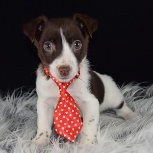 Pet Store «AA Ridgewood Kennels II», reviews and photos, 5401 Lincoln Hwy, Gap, PA 17527, USA