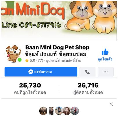 Baan Mini Dog Pet Shop ชิสุห์แท้ ปอมแท้ ชิสุผสมปอม