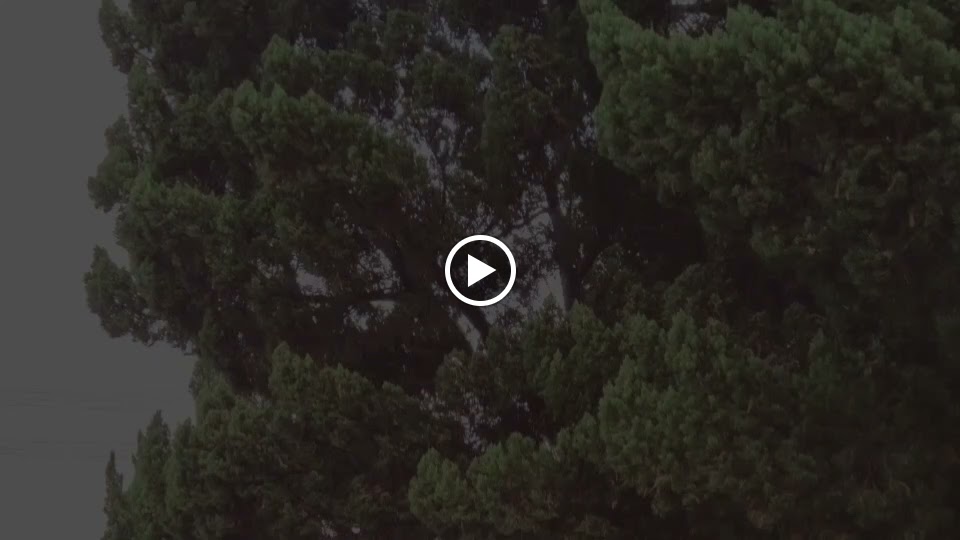 TEA S原味 大埔美店 的照片