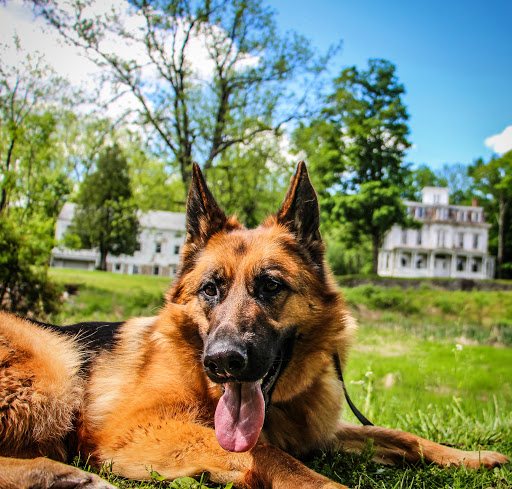 Pet Store «Well Bred», reviews and photos, 25 Main St, Chester, NJ 07930, USA