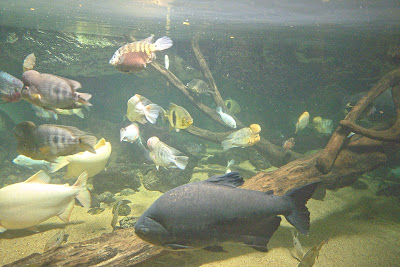Aquarium à Saint-Malo