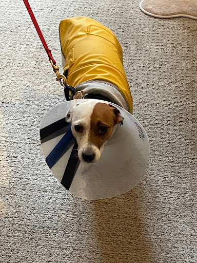 Insurance Agency «Embrace Pet Insurance», reviews and photos