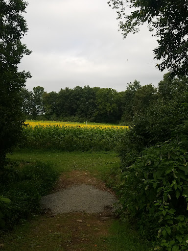 Tourist Attraction «Sussex County Sunflower Maze», reviews and photos, 101 Co Rd 645, Sandyston, NJ 07826, USA