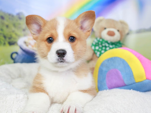 Pet Store «Animal Kingdom», reviews and photos, 5000 S Arizona Mills Cir, Tempe, AZ 85282, USA