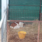 Photo n°3 de l'avis de tatiana.a fait le 04/07/2021 à 13:48 sur le  Farm Nonna Luisa à Ferentino