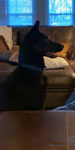 Pet Boarding Service «Alpha Pet Boarding & Grooming», reviews and photos, 7904 Veterans Memorial Hwy, Scottsville, KY 42164, USA