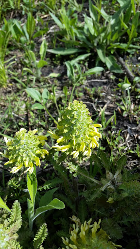 Nature Preserve «Bluff Spring Fen», reviews and photos, Spring Grove Ave, Elgin, IL 60120, USA