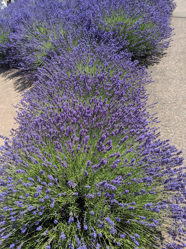 Farm «Oregon Lavender Farm», reviews and photos, 20949 S Harris Rd, Oregon City, OR 97045, USA