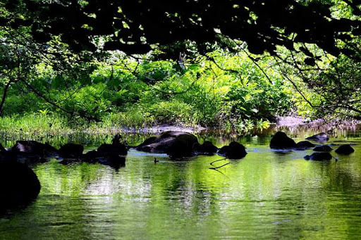 Nature Preserve «Mianus River Gorge Preserve», reviews and photos, 167 Mianus River Rd, Bedford, NY 10506, USA