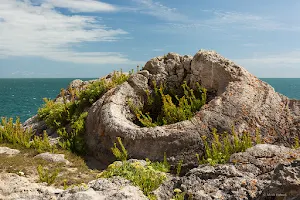 Fossil Forest, Dorset image