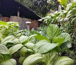 Luna Farm Hidroponik photo