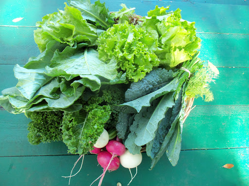 Farm «Sweetwater Organic Community Farm», reviews and photos, 6942 W Comanche Ave, Tampa, FL 33634, USA