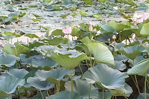 Recreational complex lotus pond image