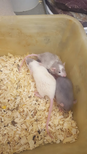 Pet Store «Wet Pet & Reptile Center», reviews and photos, 429 Eastern Blvd, Essex, MD 21221, USA