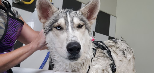 Pet Supply Store «Bark Avenue», reviews and photos, 3919 Park Dr, El Dorado Hills, CA 95762, USA