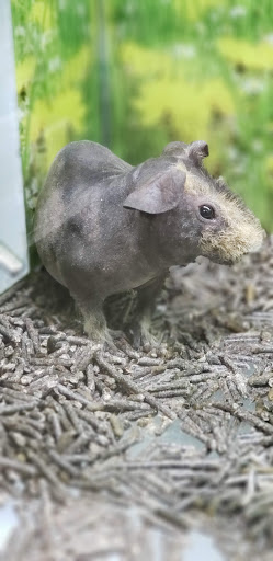 Pet Store «Carters Pet Mart», reviews and photos, 510 N Main St, Manteca, CA 95336, USA