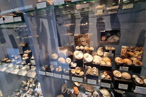 Seashell Museum image