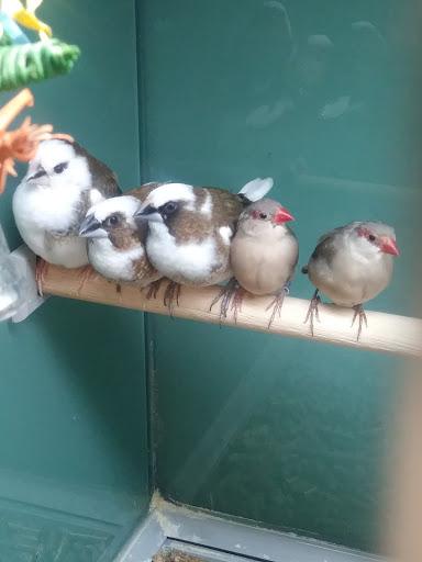 Pet Supply Store «Pet Supplies Plus», reviews and photos, 3733 Union Rd #200, Cheektowaga, NY 14225, USA