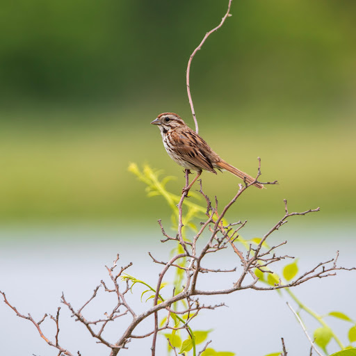 Nature Preserve «Sandy Point Bird Sanctuary», reviews and photos, Beach St, West Haven, CT 06516, USA