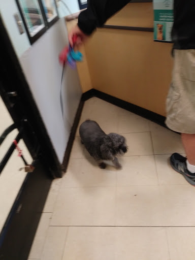 Pet Supply Store «PetSmart», reviews and photos, 1110 Hospitality Dr, Rock Hill, SC 29730, USA