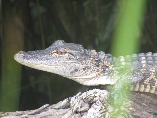 Tourist Attraction «Shark Valley Tram Tours», reviews and photos, 36000 SW 8th St, Miami, FL 33194, USA