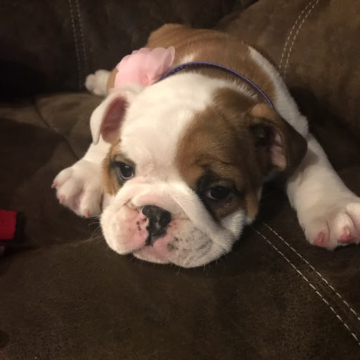 Pet Supply Store «Pet Supplies Plus», reviews and photos, 1031 Northwest Hwy, Garland, TX 75041, USA