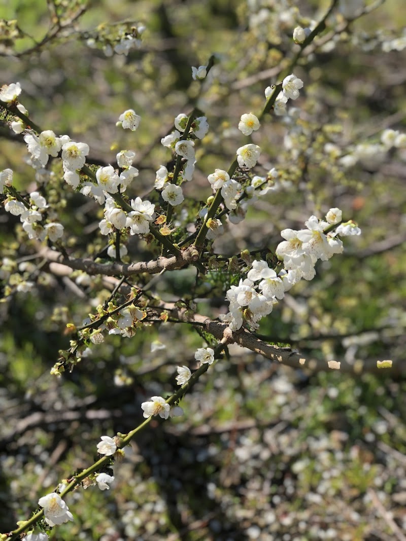 向敷地公園