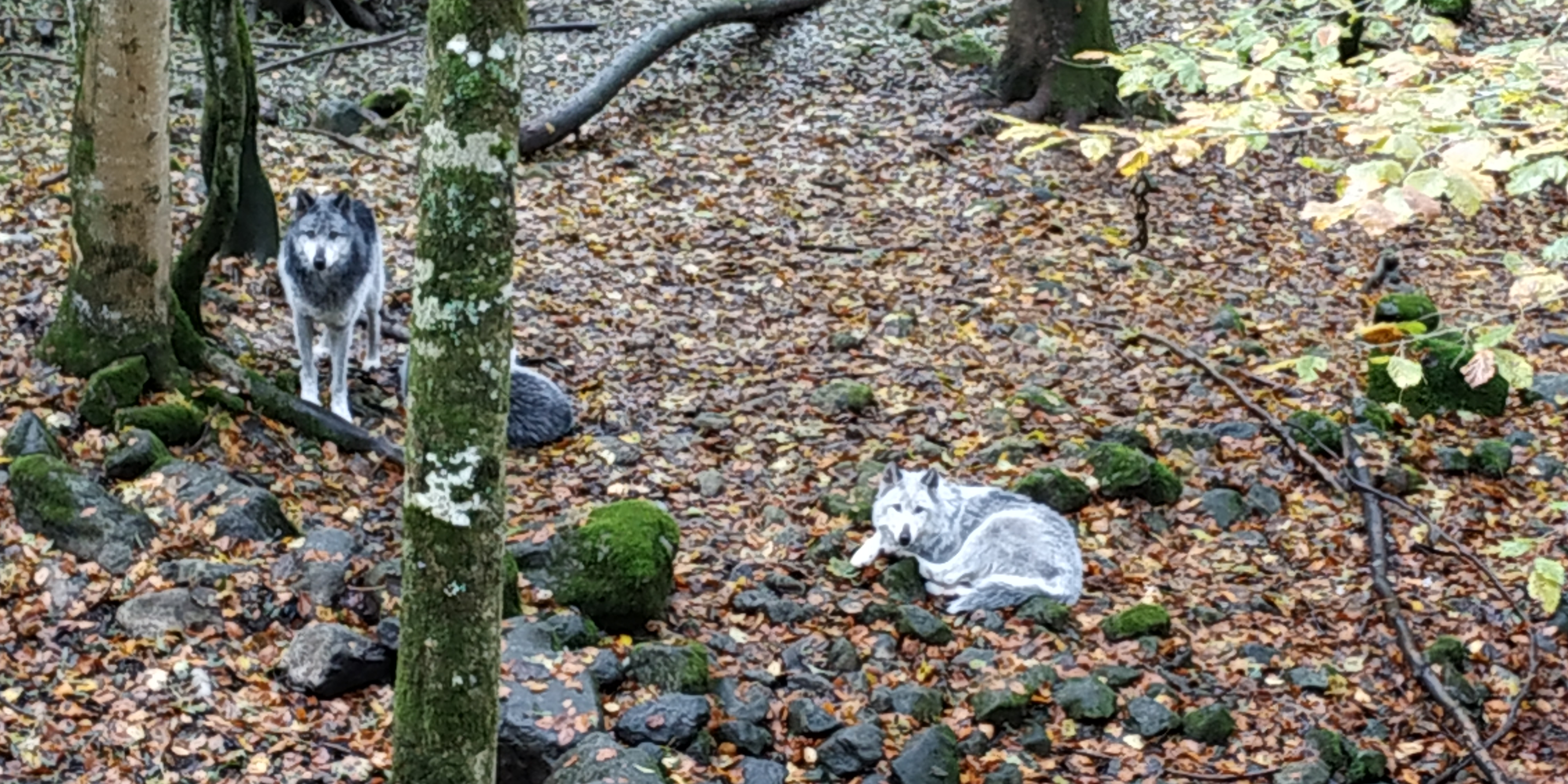 Photo n° 7 de l'avis de nanard.o fait le 09/11/2018 à 10:39