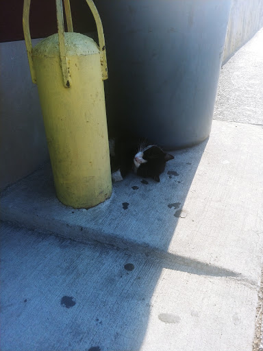 Donut Shop «Dat Donut», reviews and photos, 8251 S Cottage Grove Ave, Chicago, IL 60619, USA