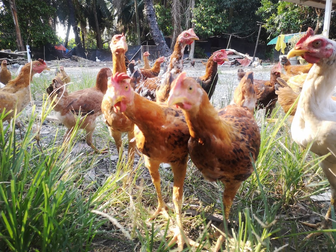 Ayam kampung barika