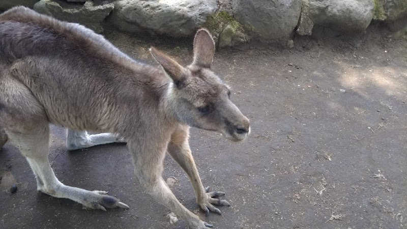 四季の里 ふれあい動物園 熊本県菊池市旭志麓2934ｰ 動物園 動物園 グルコミ