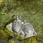 Photo n°4 de l'avis de Thomas.c fait le 24/05/2023 à 06:04 sur le  Parco San Marco Hotels & Beach Resort à Cima