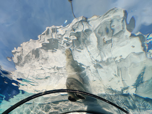 Zoo «Arctic Ring of Life», reviews and photos, 8450 W 10 Mile Rd, Royal Oak, MI 48067, USA