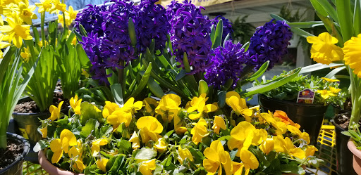 Florist «Dutch & Olgas Greenhouse», reviews and photos, 1285 NJ-36, Hazlet, NJ 07730, USA