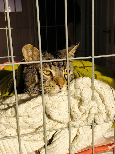 Centro Veterinario Bayona Providencia - Veterinario