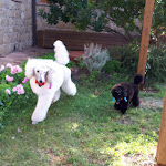 Photo n°1 de l'avis de Cinzia.. fait le 26/07/2018 à 06:16 sur le  Montechiaro Farms à Sasso Marconi